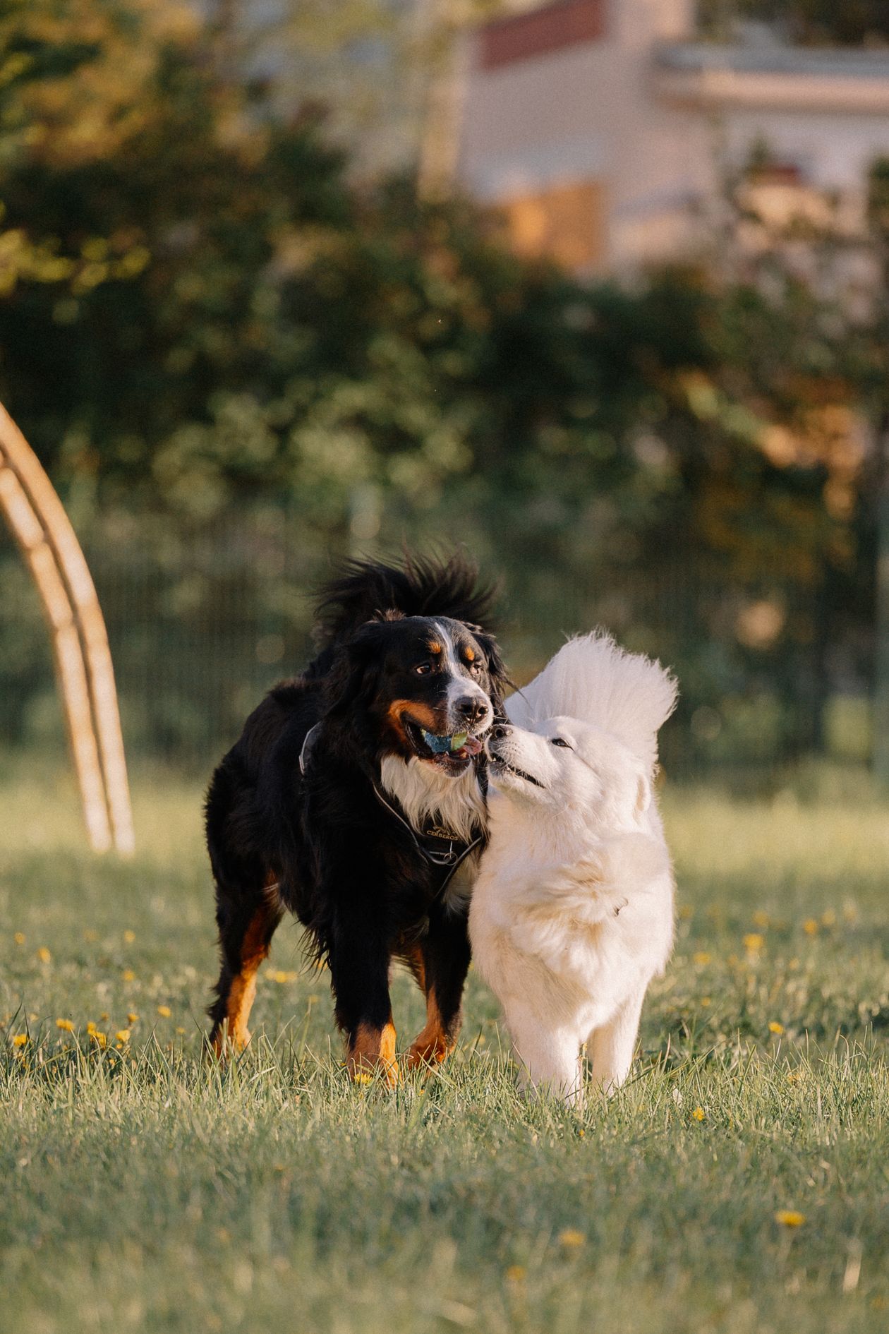 Perros jugando al aire libre