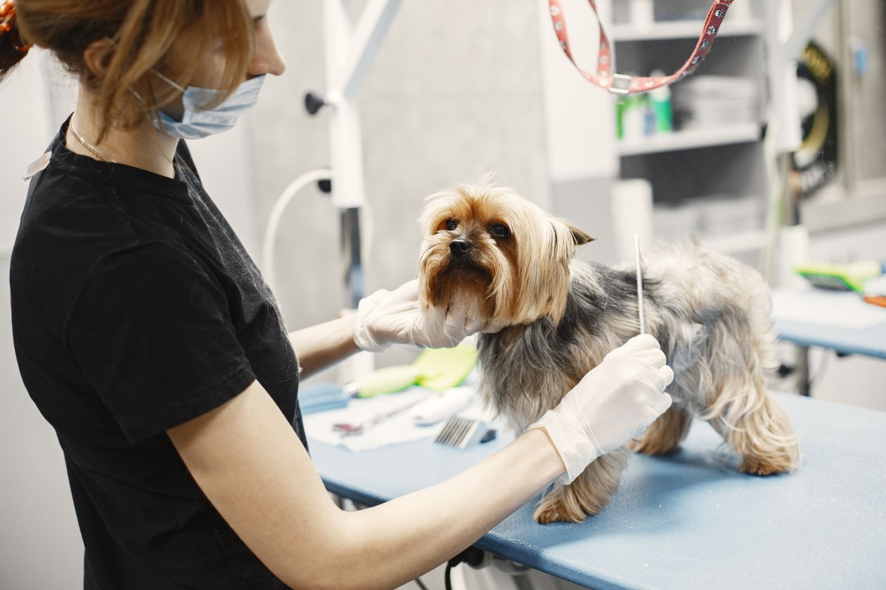 Perro recibiendo grooming