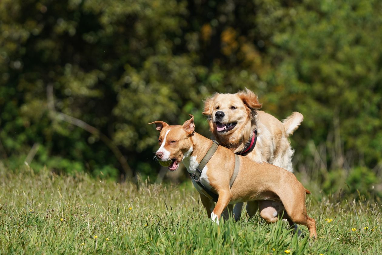 Dos perros jugando juntos