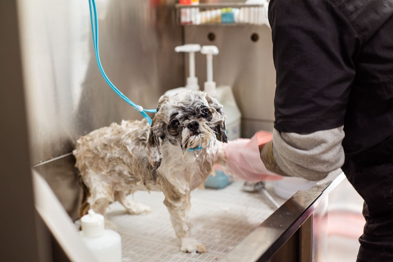 Perro recibiendo un baño