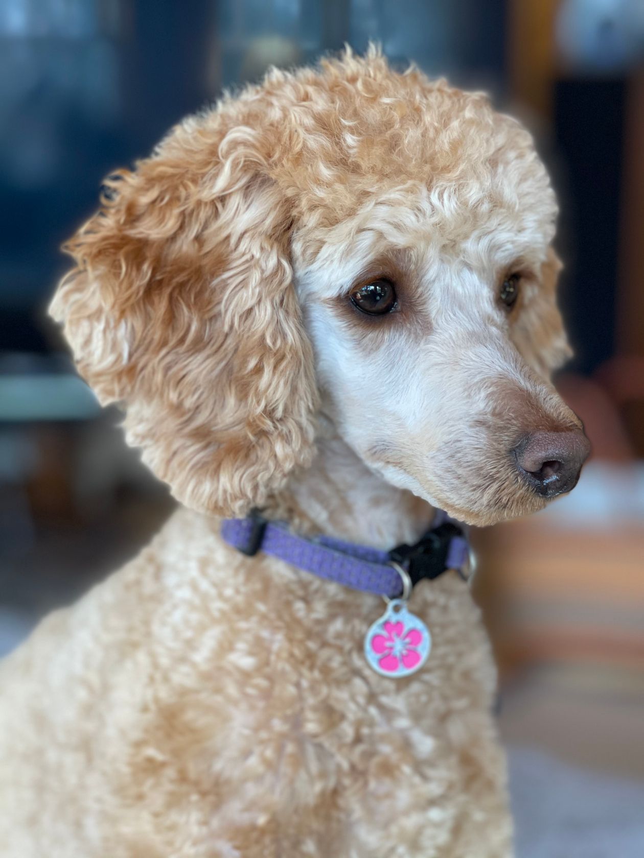 Poodle recién acicalado