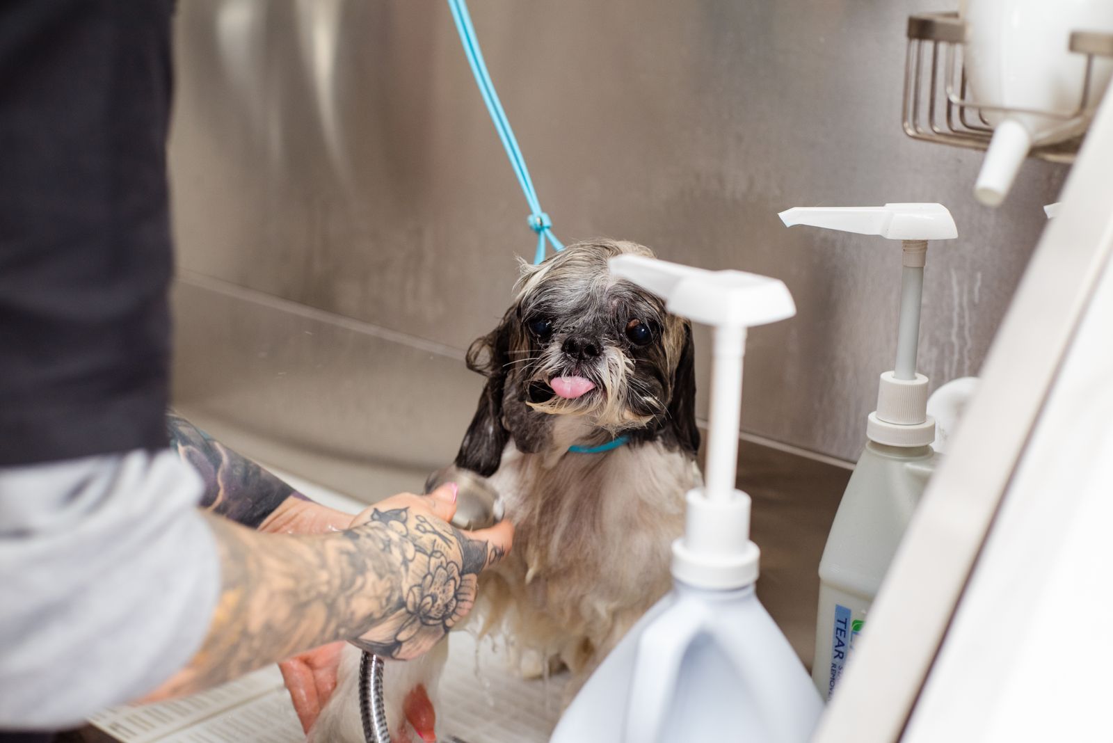 Detalle del grooming de una mascota