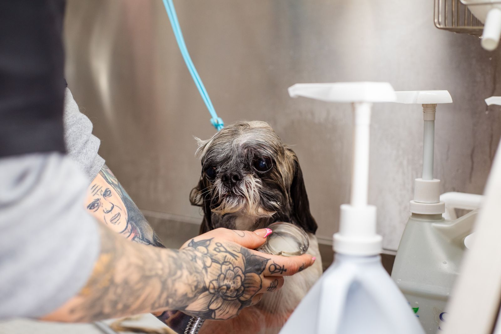 Baño de mascota en la tina