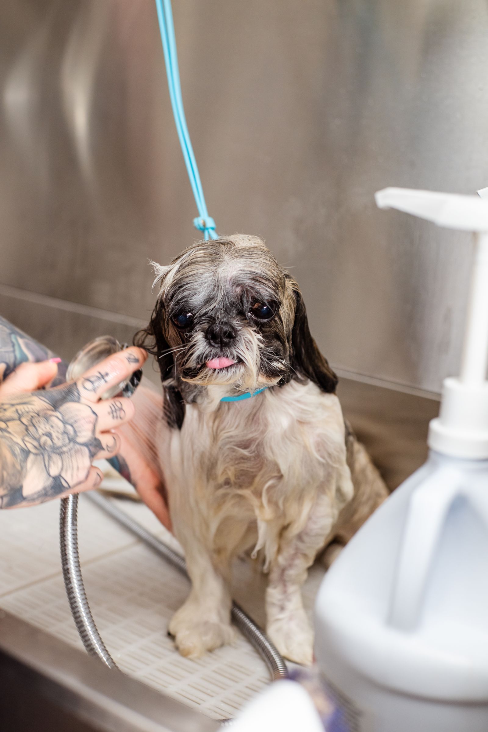 Sesión de grooming