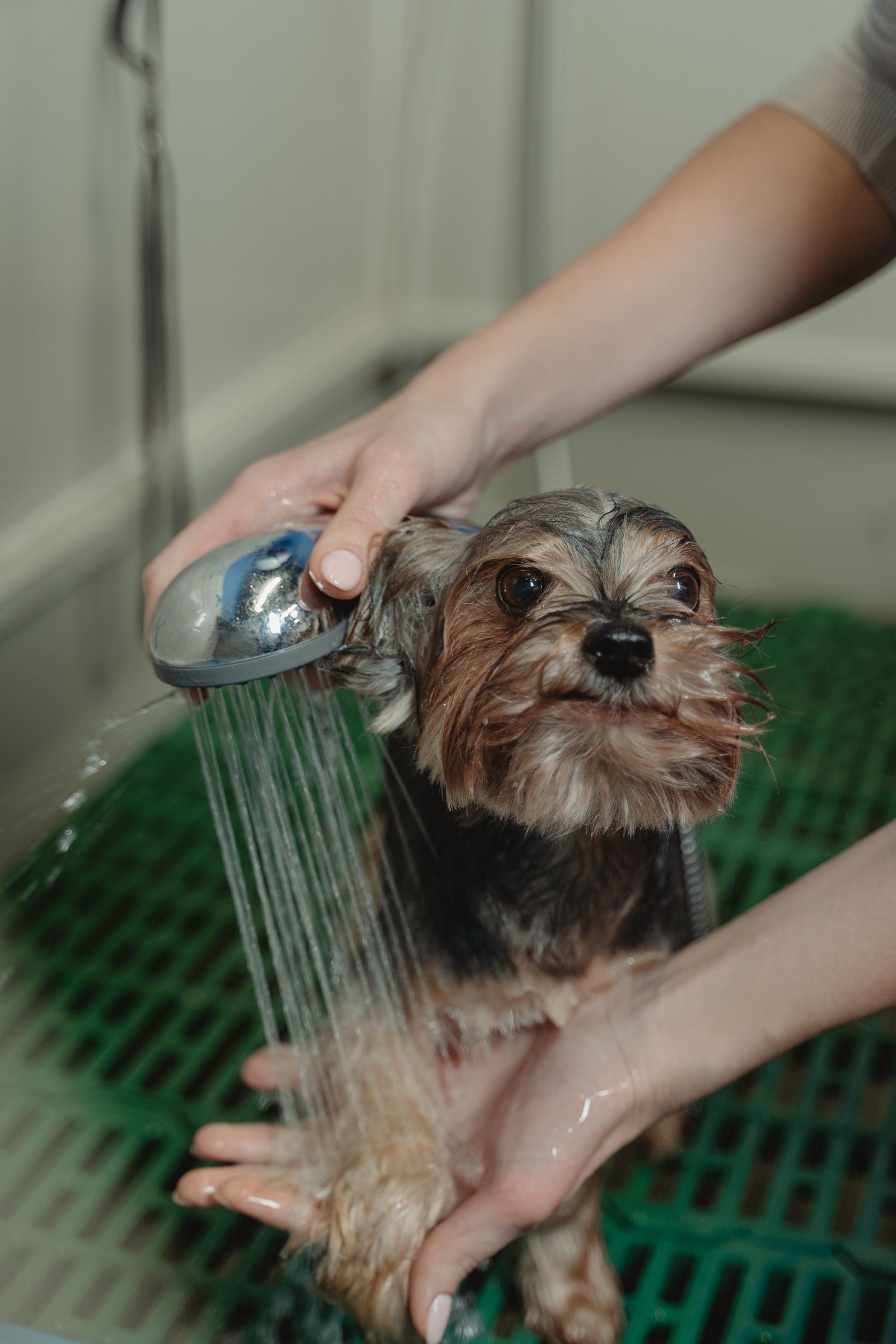 Perro recibiendo un baño