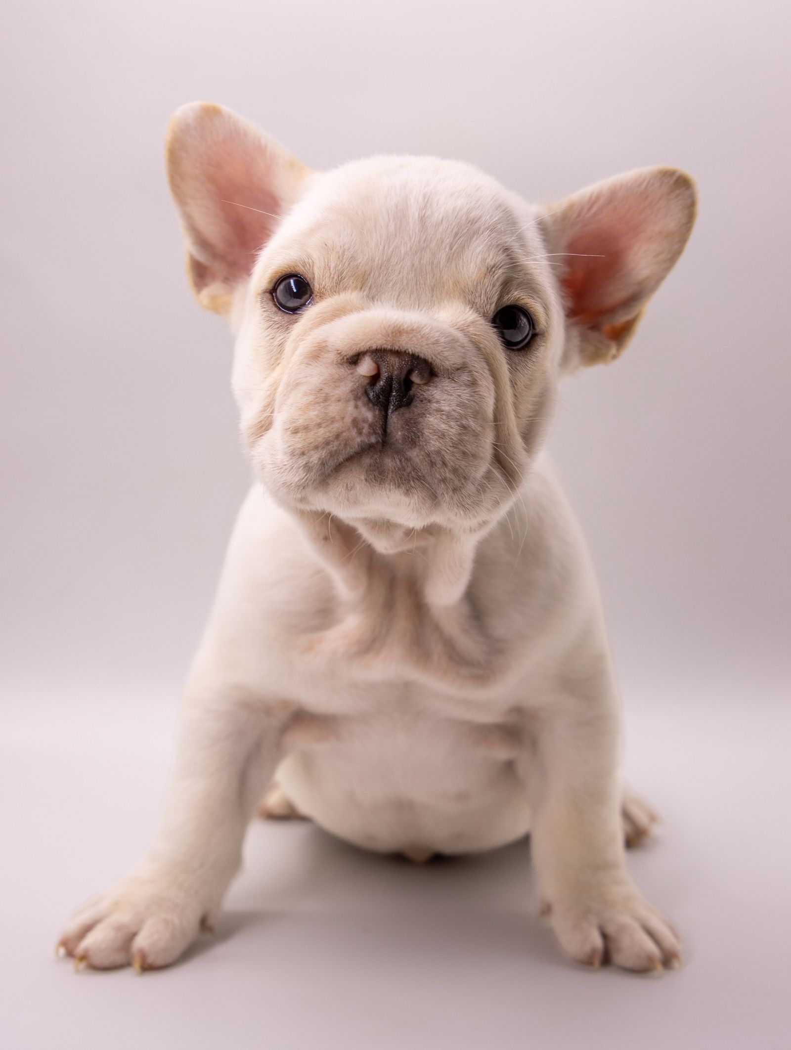 Cachorro después del grooming