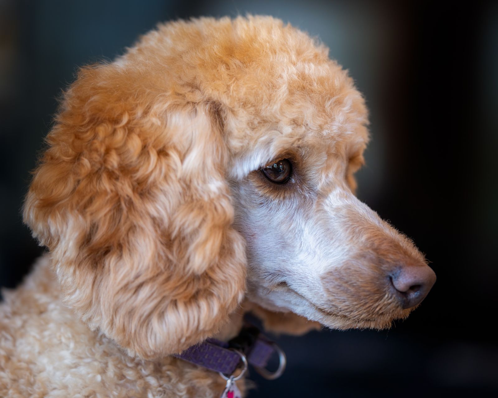 Perro con corte de grooming