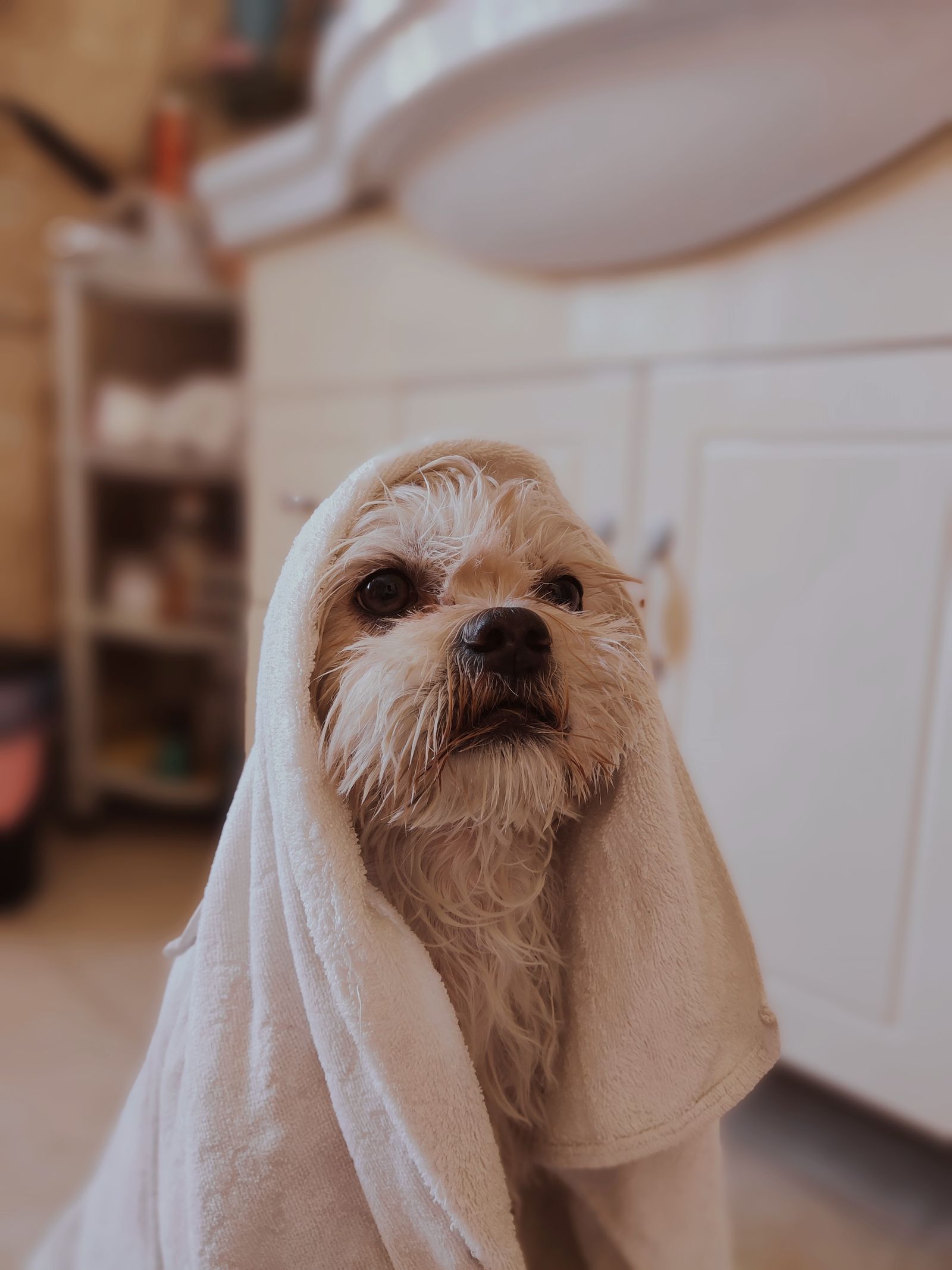 Perro en sesión de spa