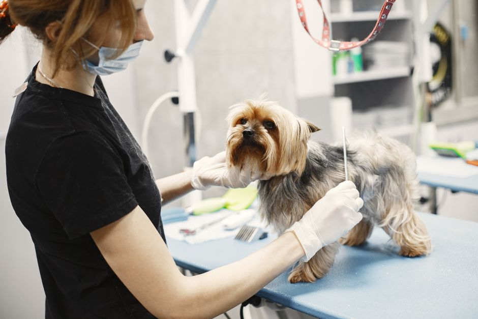 Groomer recortando el pelaje de un perro