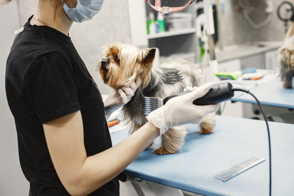 Salón de grooming