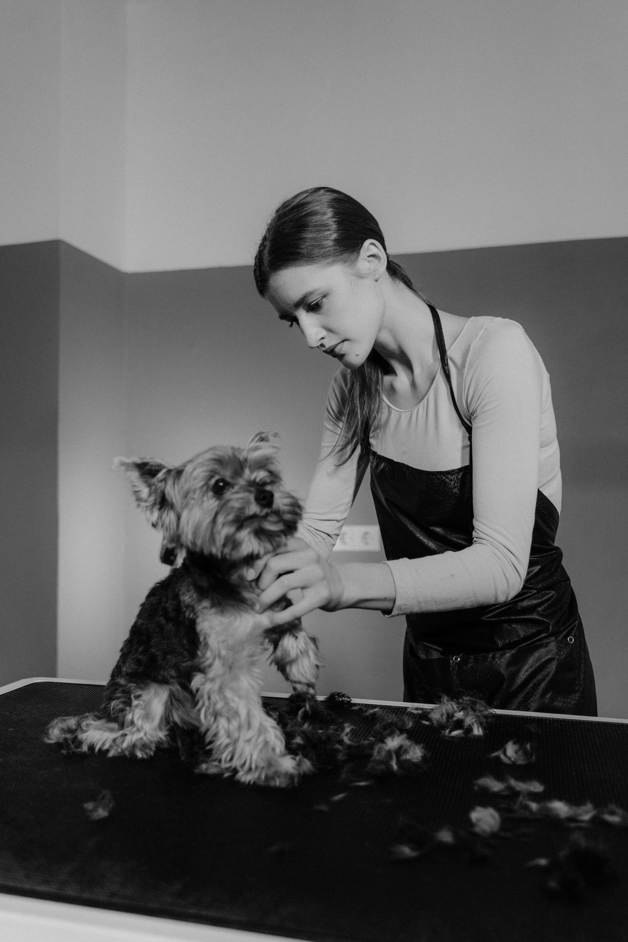 Perro recibiendo un baño