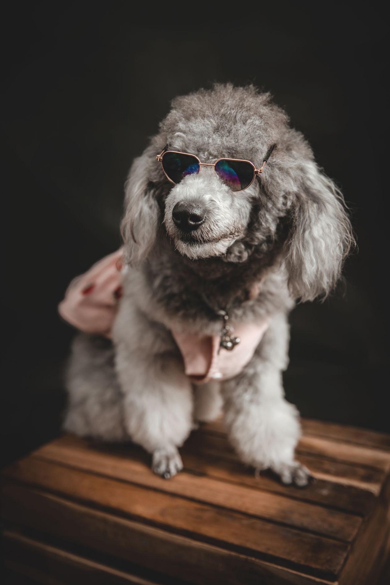 Poodle acicalado con estilo
