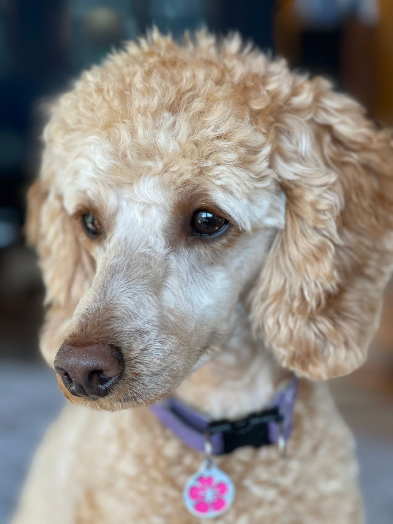 Poodle acicalado