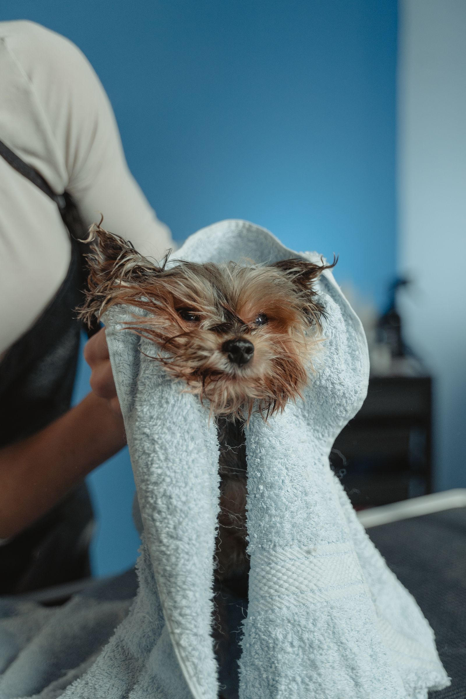 Mascota en el baño