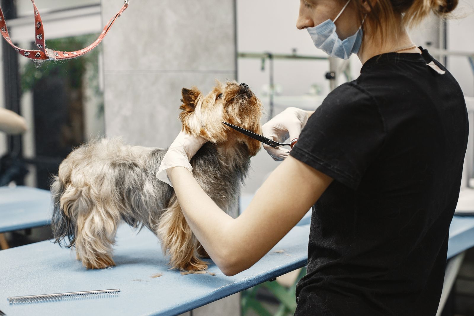 Groomer trabajando el pelaje de una mascota