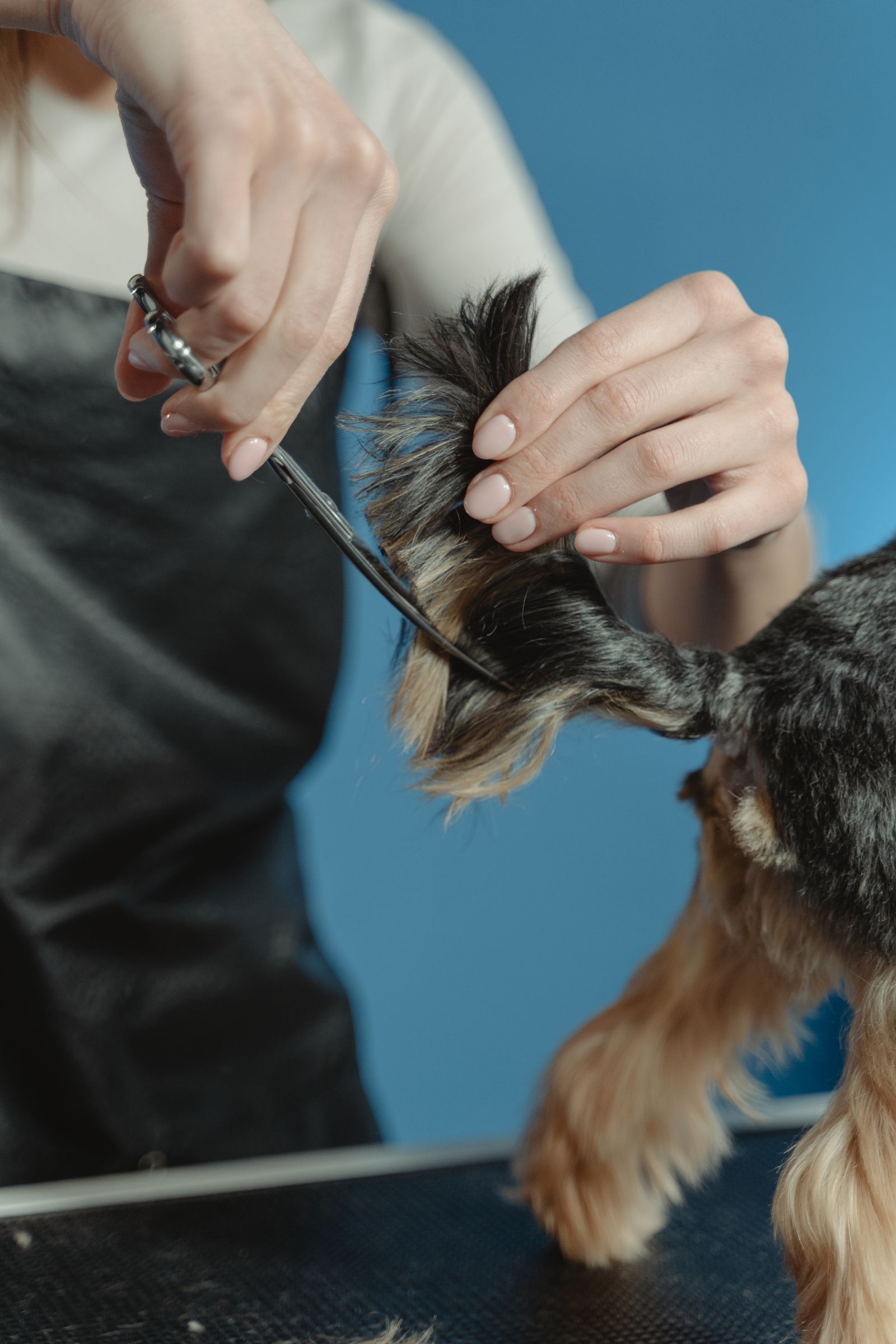 Detalle del servicio de grooming