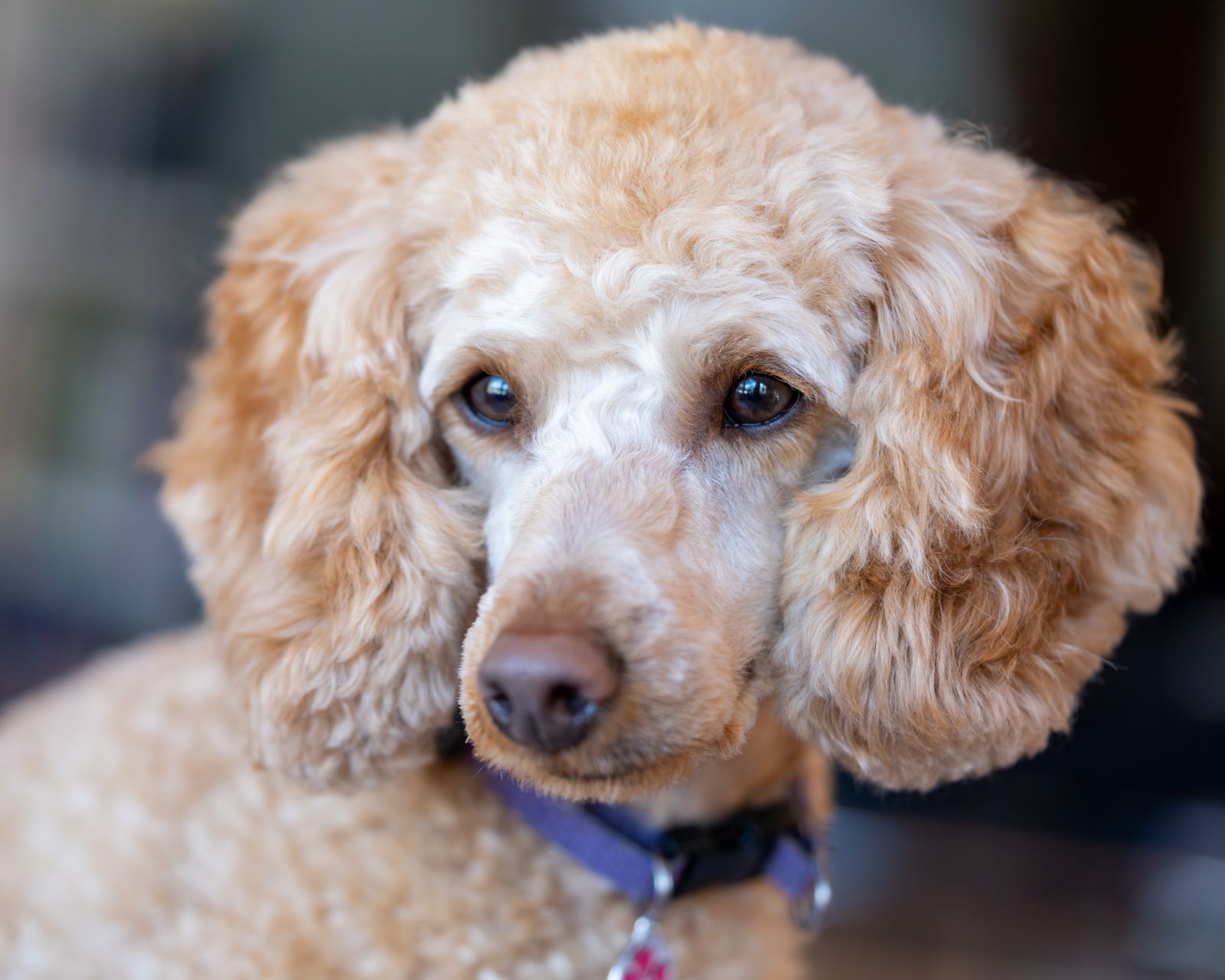 Poodle con corte fresco